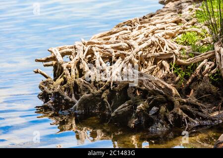 Nahaufnahme der Komplexität der freigelegten verworrenen Baumwurzeln am Flussufer, Stockfoto