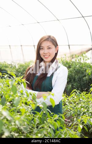 Junge asiatische Frau arbeitet im grünen Haus Stockfoto