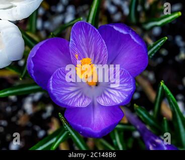 Blau Purple Crocus Blossom Blooming Macro Bellevue Washington State. Erste Blume des Frühlings Stockfoto