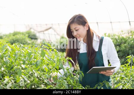 Junge asiatische Frau arbeitet im grünen Haus Stockfoto