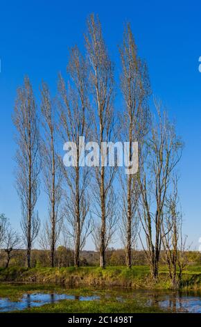 Linie von Pappelbäumen gegen blauen Himmel. Stockfoto
