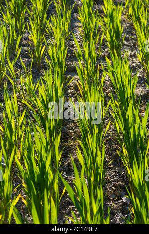 Hinterleuchtete Reihen von Mais wachsen auf Ackerland. Stockfoto