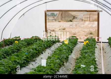 Pfoten von Paprika Pflanzen, in einem grünen Haus (Poly-Tunnel), innerhalb der gelben Landschaft der Arabah Wüste, Israel Stockfoto