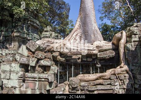 Ein großer Kapok Baum (Ceiba pentandra) wächst und bricht den alten Khmer Tempel von Ta Prohm, Angkor, Kambodscha. Bekannt als der Tempel von Brahma, Th Stockfoto