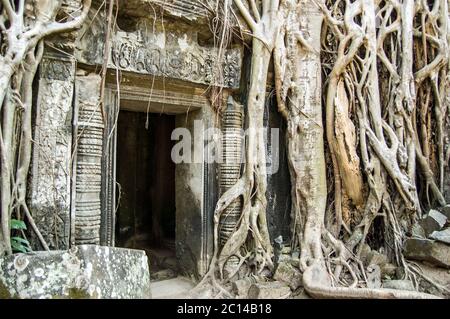 Überwuchert Tür in der ruinierten Khmer Tempel von Ta Prohm, bekannt als Baum Tempel. Angkor, Siem Reap, Kambodscha. Kapok und heilige Feigenbäume wachsen durchwachsen Stockfoto