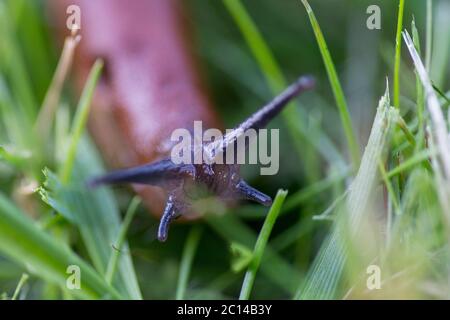 Makroaufnahme einer roten Schnecke im Gras Stockfoto