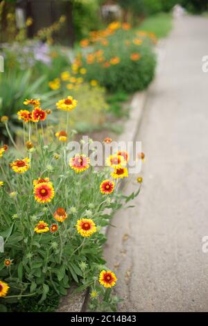 Gelb orange Blüten gaillardia wachsen an der Straße im Sommer Tag Stockfoto
