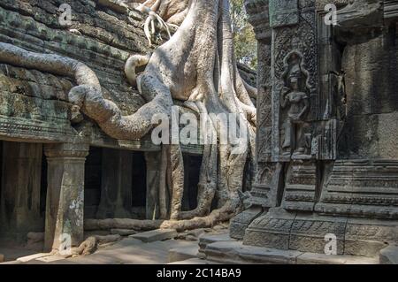 TA Prohm Tempel in Angkor, Kambodscha. Alte Ruinen mit einem Kapok Baum, Ceiba pentandra, wächst auf ihm. Stockfoto