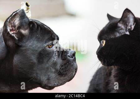 Konfrontation von schwarzen Hunden und Katzen. Sie starren einander an Stockfoto