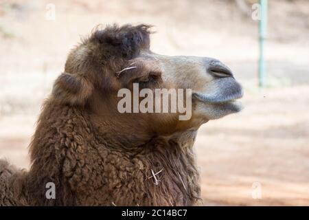 Porträt eines Baktrian Kamels (Camelus bactrianus) Stockfoto