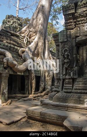 Alte Khmer Tempel von Ta Prohm, mit Kapok Bäume (lateinisch Ceiba pentandra) überwuchert. Teil des Angkor Komplexes in der Provinz Siem Reap, Kambodscha. Stockfoto