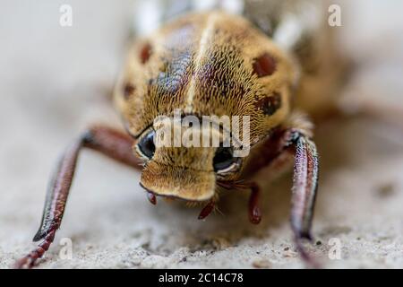 Makro extreme Nahaufnahme des Anoxia Orientalis Käfers Stockfoto