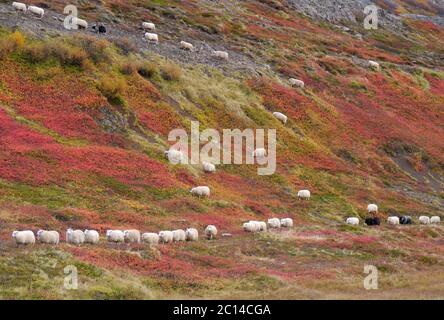 Herbstliche zeremonielle Viehfahrt von den Bergweiden in Island Stockfoto