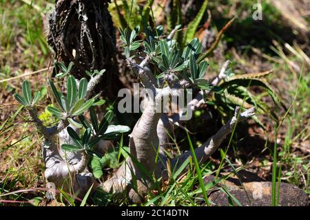 Einzigartige Flora auf der Insel Madagaskar Stockfoto