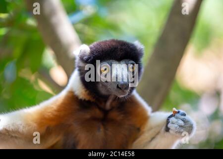 Ein Sifaka Lemur, der sich in der Baumkrone bequem gemacht hat Stockfoto