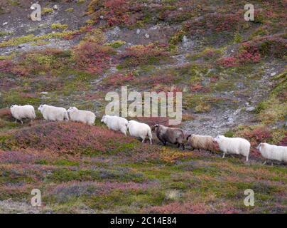 Herbstliche zeremonielle Viehfahrt von den Bergweiden in Island Stockfoto