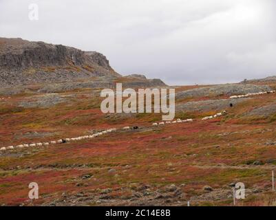 Herbstliche zeremonielle Viehfahrt von den Bergweiden in Island Stockfoto