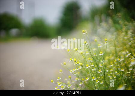 Kleine weiße Gänseblümchen wachsen an der Straße. Ländliche Szene auf einem unscharfen Hintergrund. Weicher selektiver Fokus, Art Bokeh. Stockfoto