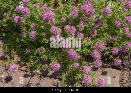 Sommer blühende rosa kaukasische Kreuzwürzepflanzen (Phuopsis stylosa)wächst in einer krautigen Grenze in einem Country Cottage Garden in Rural Devon, England Stockfoto