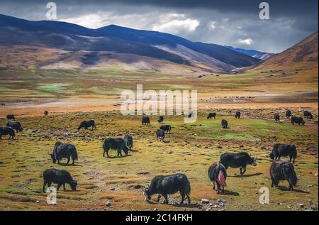 Große Yak Herde grasen in Himalaya Stockfoto