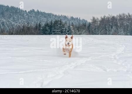 Ausführen von Staffordshire Bull Terrier Stockfoto