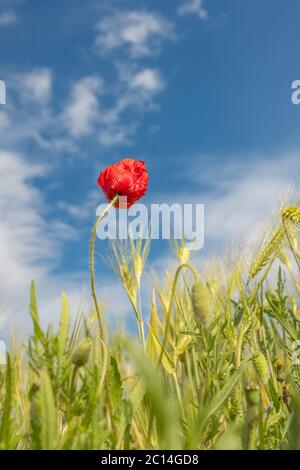Single Mohnblume in einem Grasfeld mit einem blauen Himmel Hintergrund. Stockfoto