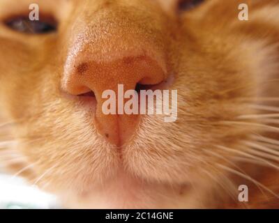Nahaufnahme des Kopfes einer roten Katze mit Fokus auf der Nase Stockfoto