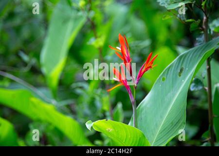 Eine schöne rote Blume inmitten von grünem Laub und Blättern Stockfoto