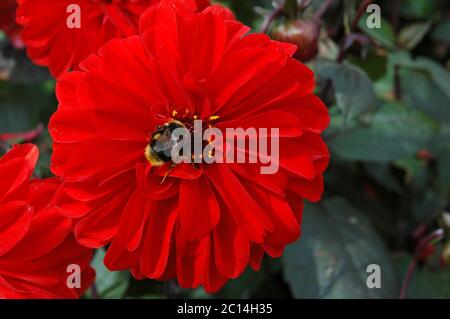 Dahlia 'Grenadier' und Buff-tailed Bumble-Bee (Bombus terrestris). Stockfoto
