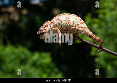 Ein buntes Chamäleon auf einem Ast eines Baumes Stockfoto