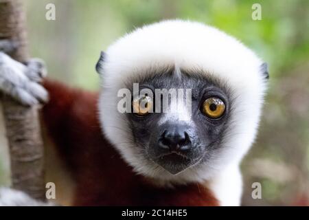 Ein Porträt eines Sifaka-Lemurs im Regenwald Stockfoto