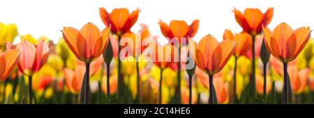 Widescreen-Komposition aus gelben und orangen Tulpen in einem Feld in den Niederlanden. Isoliert auf Weiß Stockfoto
