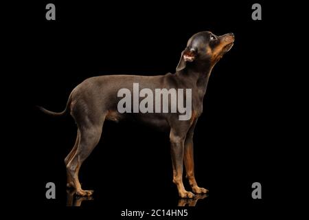 Kleiner Hund Spielzeug Terrier auf isoliertem schwarzen Hintergrund, Blick nach oben, Seitenansicht Stockfoto