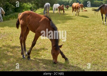 Pferde auf der Weide. Ein junges braunes Fohlen im Vordergrund Stockfoto