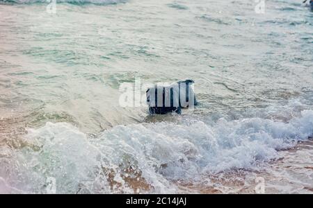 Schwarzer Hund schwimmend im Meer Stockfoto