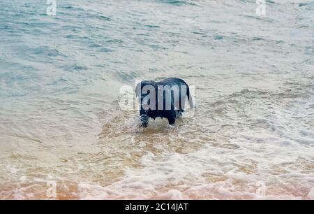 Schwarzer Hund schwimmend im Meer Stockfoto