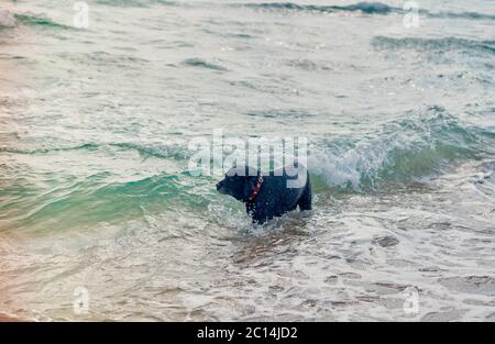 Schwarzer Hund schwimmend im Meer Stockfoto