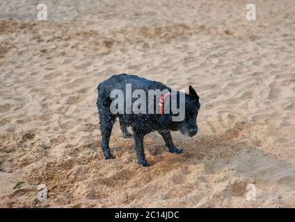 Schwarzer Hund schwimmend im Meer Stockfoto