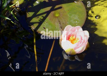 Pastellfarbene rosa Seerose oder nymphaea mit Regentropfen und Wasserspiegelungen in einem Teich Stockfoto