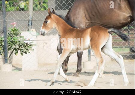 Marwari Kastanien Colt im Fahrerlager laufen. Indien Stockfoto