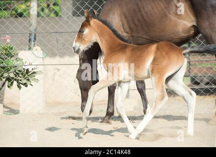 Marwari Kastanien Colt im Fahrerlager laufen. Indien Stockfoto