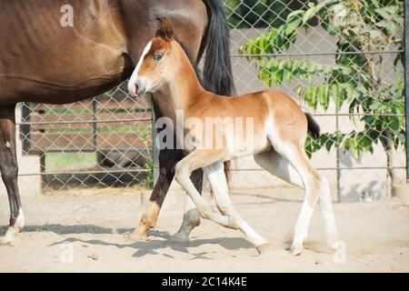 Marwari Kastanien Colt im Fahrerlager laufen. Indien Stockfoto