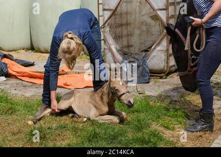 Niedliches neugeborenes hengstfohlen, das an einem Frühlingstag im Gras liegt. Mutter im Hintergrund Kopf, Frau neben dem Hengstfohlen. Stockfoto