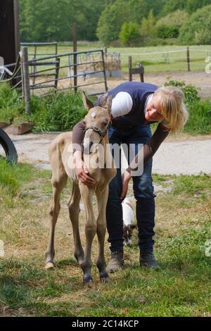 Niedliches neugeborenes hengstfohlen, das an einem Frühlingstag im Gras steht. Mutter im Hintergrund Kopf, Frau neben dem Hengstfohlen. Stockfoto