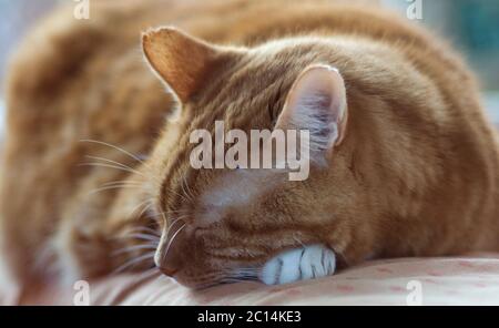 Schlafende rote Katze auf dem Geländer eines Sofas. Er hat ein weißes Bein unter dem Kopf. Selektiver Fokus Stockfoto