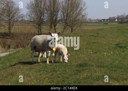 Schaf mit Lampe auf einem Deich entlang des Flusses Lek in den Niederlanden Stockfoto