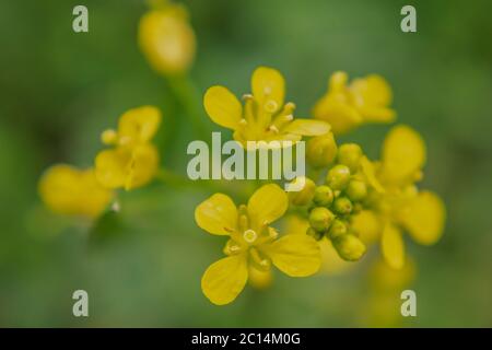 Gelbe Rakete Barbarea vulgaris Blumen Stockfoto