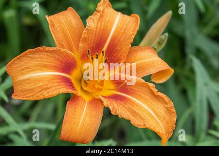 Orangene Taglilie, Hemerocallis fulva Stockfoto