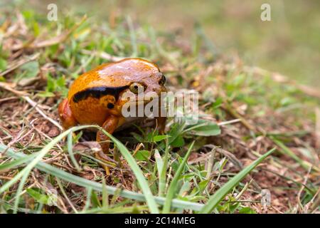 Ein großer oranger Frosch sitzt im Gras Stockfoto