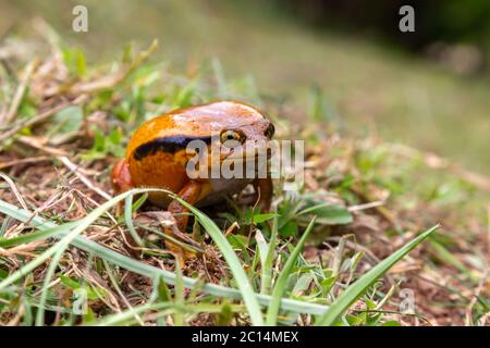 Ein großer oranger Frosch sitzt im Gras Stockfoto